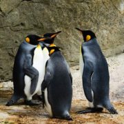 4 penguins having a party inside a zoo