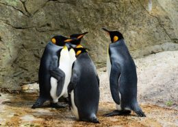 4 penguins having a party inside a zoo