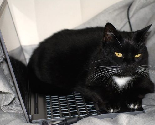 black scary cat sitting on top of a computer