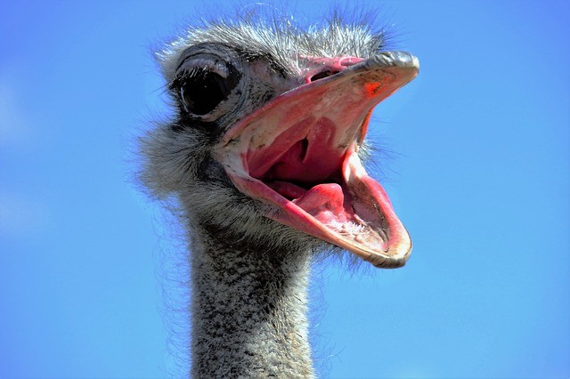 the-ostrich-1658267_640